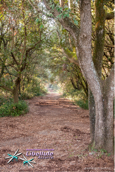 sentiero natura Litorale Romano